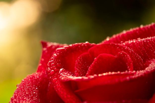 Rode roos bloem chiang mai rose onder groene bladeren vervagen achtergrond selectieve focus waterdruppel punt op bloemblaadjes en vervagen rondmacro roos