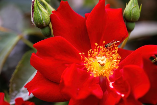 Rode roos bloem close-up In het gele midden van de bloem is de insectenwesp in focus