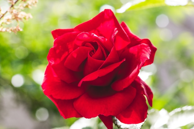 Foto rode roos close-up met de bokeh bij zonnig weer