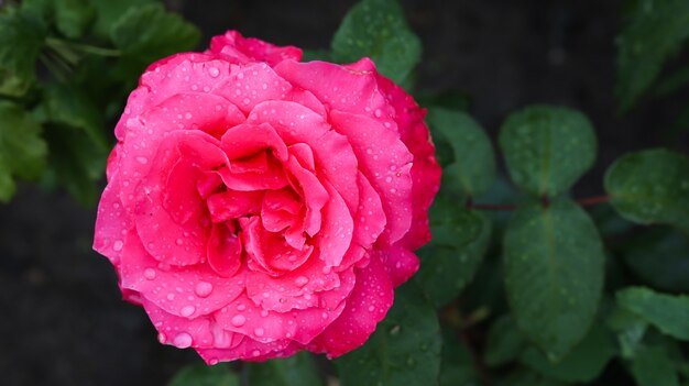 Rode roos close-up na regen.