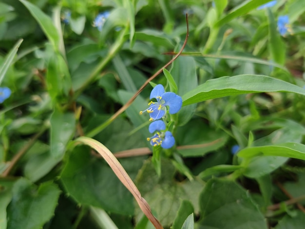 Rode roos en kleine bloem. Natuurlijke achtergrond.