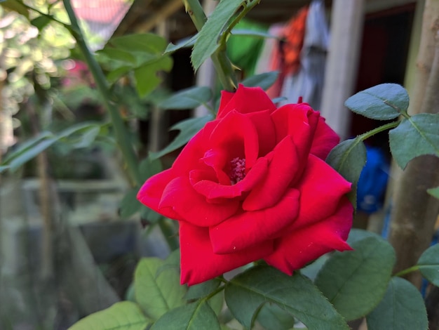 Rode roos en kleine bloem. Natuurlijke achtergrond.
