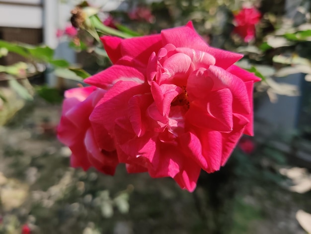 Foto rode roos geïsoleerd op natuurlijke achtergrond.