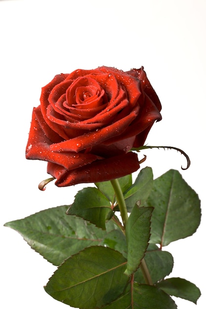 Rode roos geïsoleerd op wit