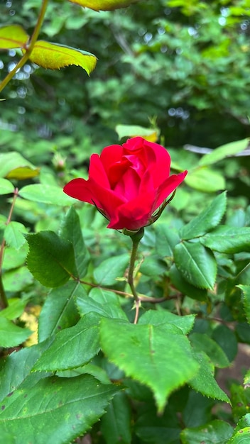 Rode roos geïsoleerde rode roos op plantenroos struik