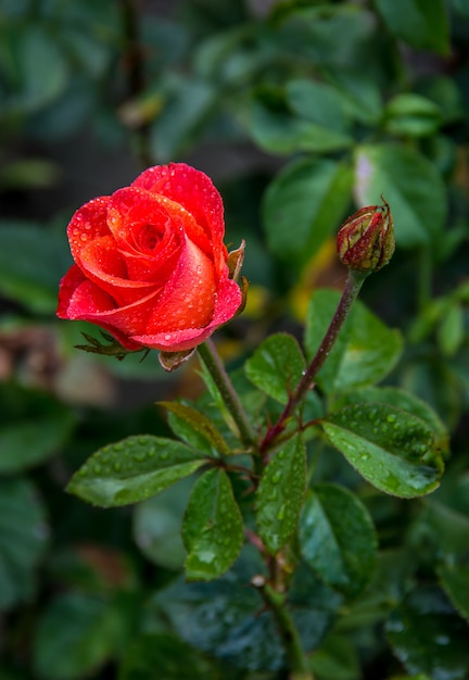 Rode roos in de tuin, koraal steeg