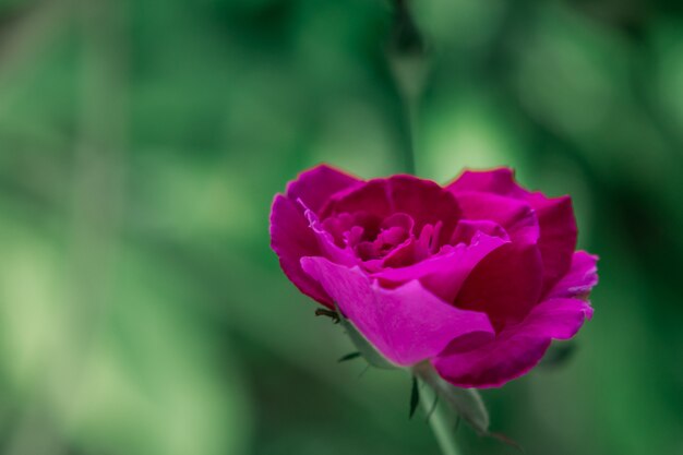 Rode roos in de tuin