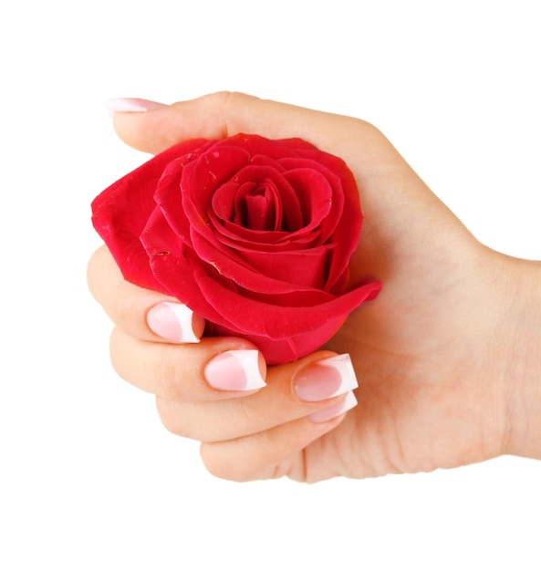 Rode roos met de hand van de vrouw op witte achtergrond