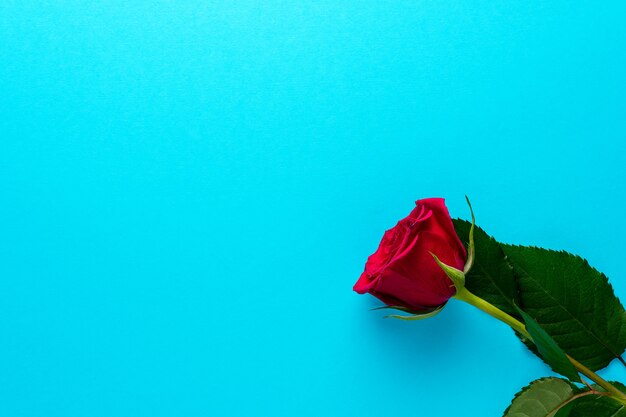 Rode roos op blauwe achtergrond.