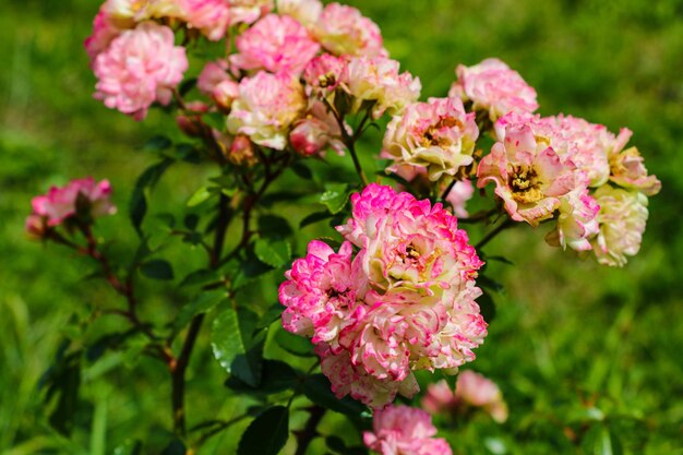 Rode roos op de tak in de tuin lente of zomer