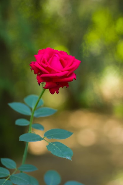 Rode roos op wazige achtergrond Bloeiende rode roos in de tuin Kopieer ruimte