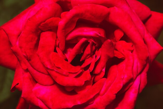 Rode roos volledige bloem