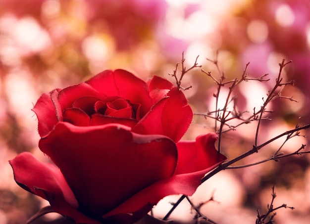 Rode roos zachte tak zoet kleurrijk