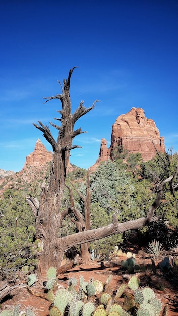 Foto rode rotsen in sedona.