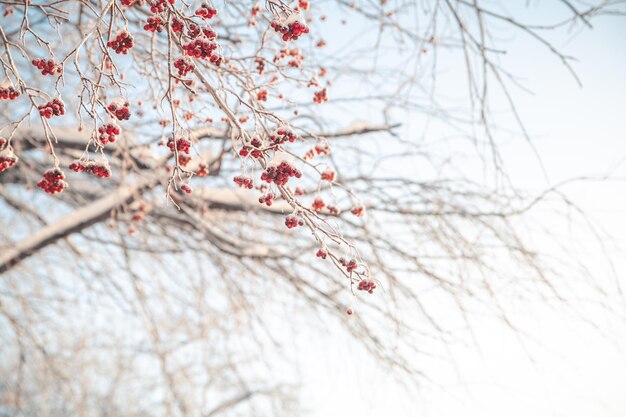 Foto rode rowan in de winter onder de sneeuw winter concept