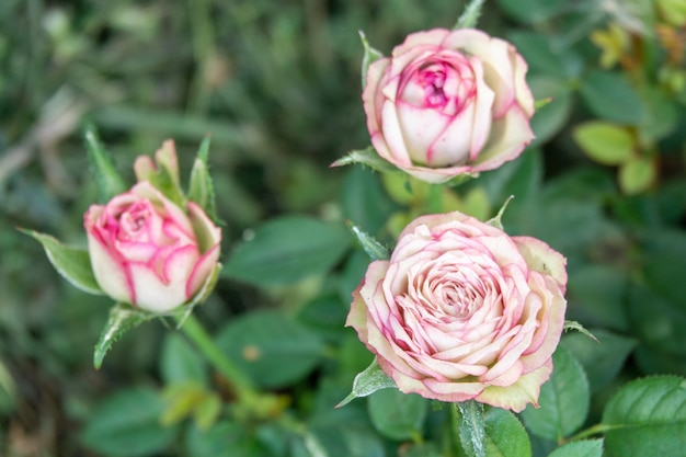 Rode roze bloem bloeien in rozentuin op achtergrond rode rozen bloemen in de zomer