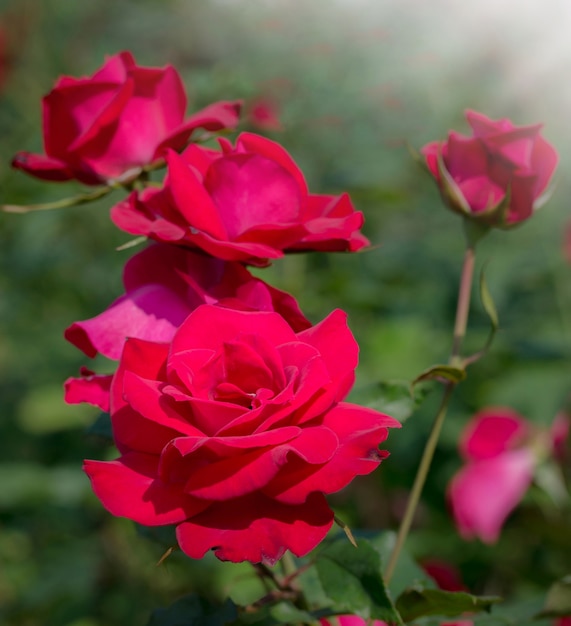 rode roze bloem