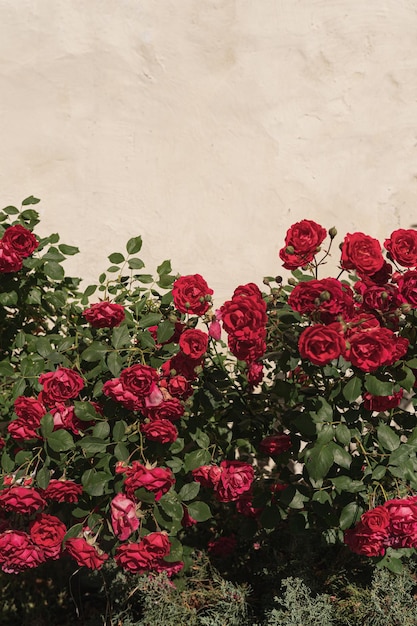 Rode rozen bloemen struik met tak en bladeren op neutrale beige muur Esthetische bloemenachtergrond