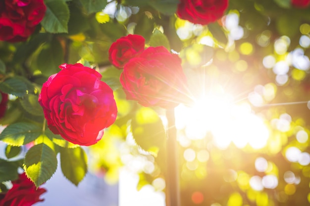 Rode rozen in de eigen tuin Valentijnsdag moederdag of verjaardag achtergrond