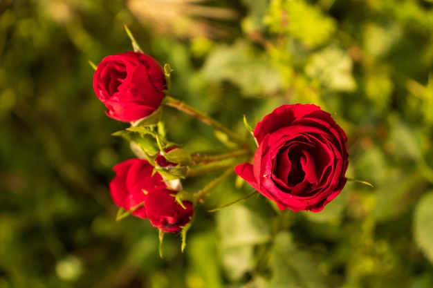 rode rozen in de tuin close-up