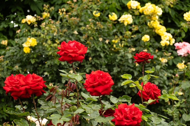 Foto rode rozen in de tuin op een achtergrond van gele en roze rozen fokken zorg voor rozen mooie ansichtkaart