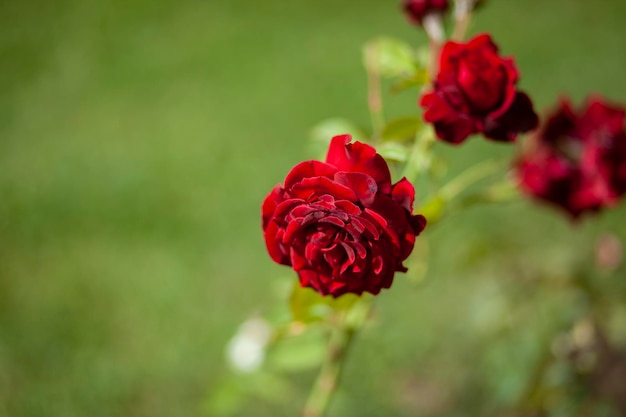 rode rozen in de tuin