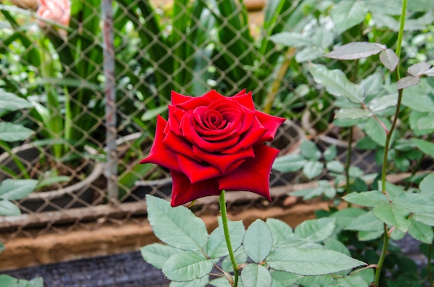 Rode rozen in de tuin