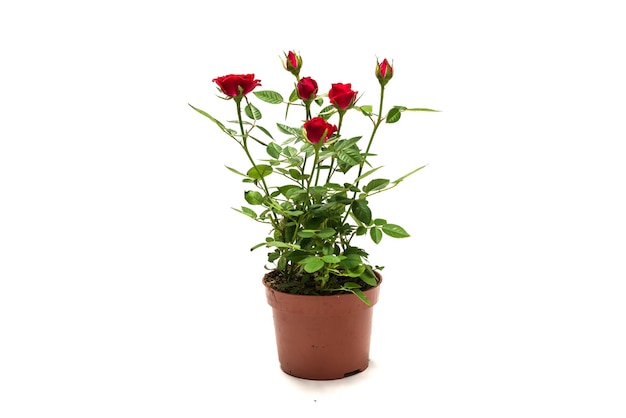 Rode rozen in een pot geïsoleerd op een witte achtergrond.