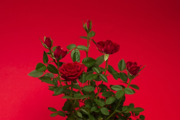 Rode rozen in een pot op een rode achtergrond. Ruimte kopiëren.