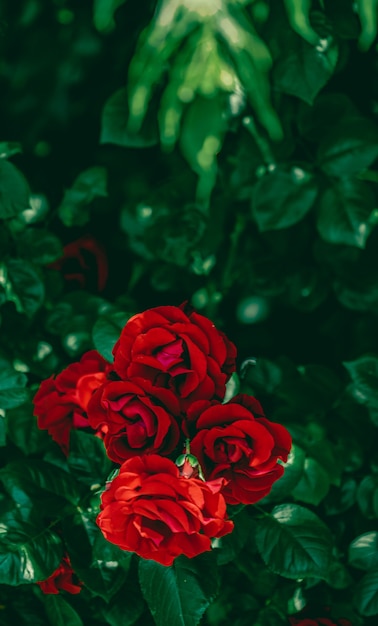 Rode rozen in prachtige bloementuin als bloemenachtergrond