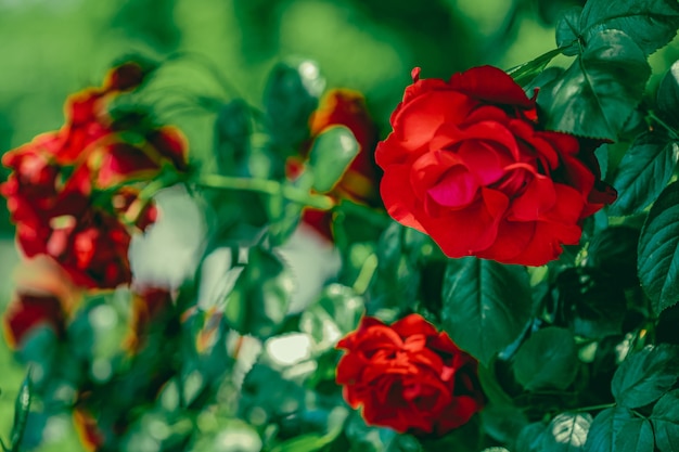 Rode rozen in prachtige bloementuin als bloemenachtergrond