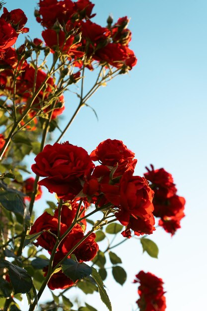 Rode rozen op de achtergrond van zonnestralen in de tuin Wenskaartsjabloon banner voor Valentijnsdag en Vrouwendag vakantiewensen Moederdag