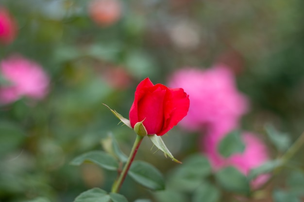 Rode Rozen op een struik in een tuin thailand