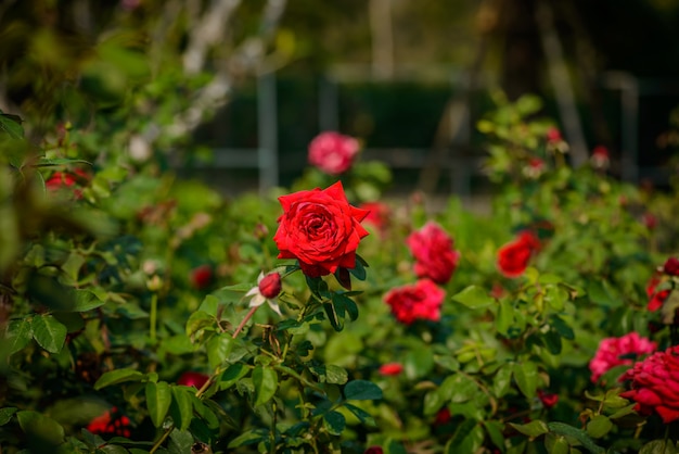 Rode rozen op een struik in een tuin