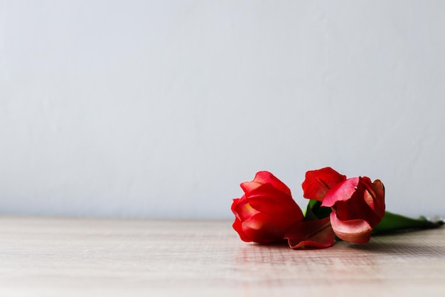 Rode rozen op een tafel met een witte achtergrond