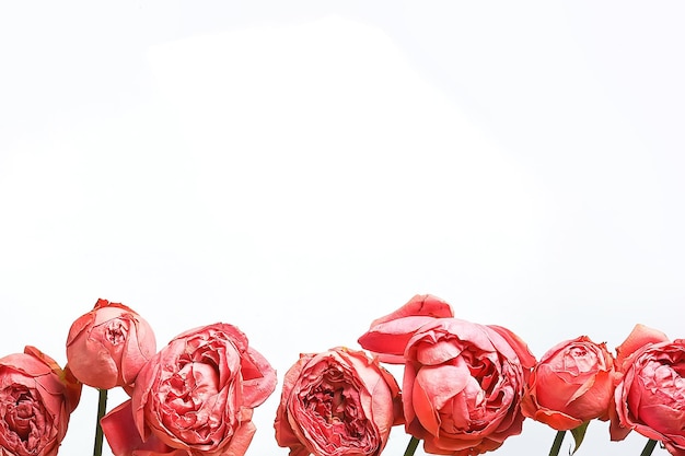 rode rozen op een witte achtergrond / een groep rozen, een frame van bloemen, zomerdesign