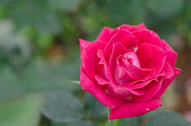 Rode rozen op Valentijnsdag