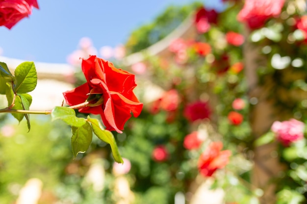 Rode rozen tuin met bloemen rozen huis tuin concept met bloemen foto met onscherpe achtergrond