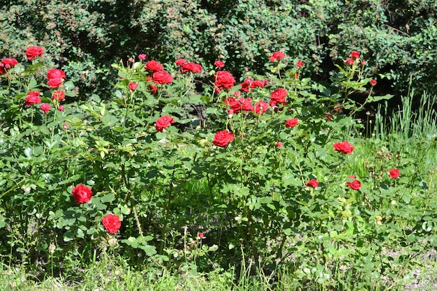 Rode rozen zomer