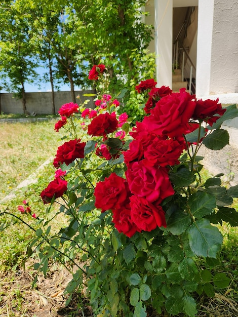rode rozen