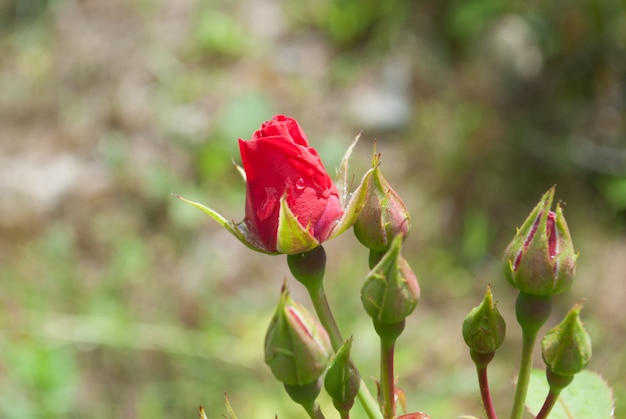 Rode rozenblaadjes met close-up van regendruppels. Rode roos.