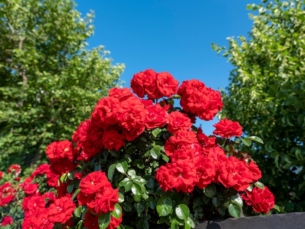 Rode rozenstruik in de tuin