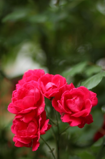 Rode rozentuin hybride floribunda close-up Fantasie natuur dromerig landschap Veel rode rozenknoppen groeien in de tuin