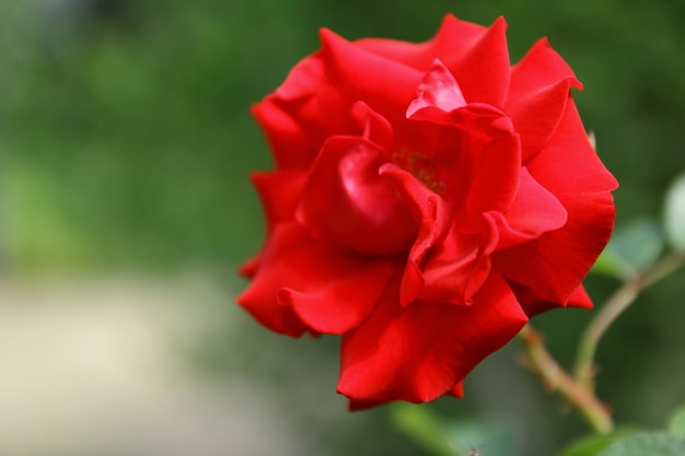 Rode rozentuin hybride floribunda close-up Rode rozenstruiken in een stadspark als achtergrond voor Valentijnsdag Bloeiende rode roos in de tuin