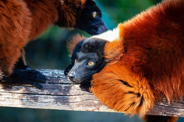 Rode Ruffed Lemur-aap Zoogdieren en zoogdieren Landwereld en fauna Wildlife en zoölogie