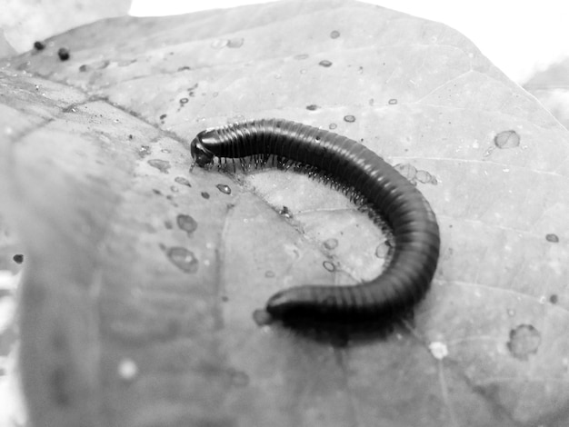 rode rups met veel poten in de buurt bij de rijstvelden