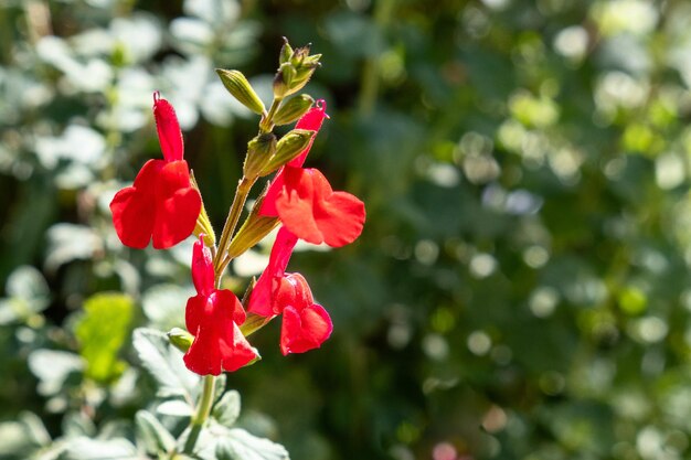 Rode salvia bloemen in de tuin ondiepe scherptediepte