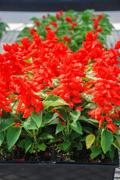 Foto rode salvia splendens rode bloemplanten in het zwarte dienblad