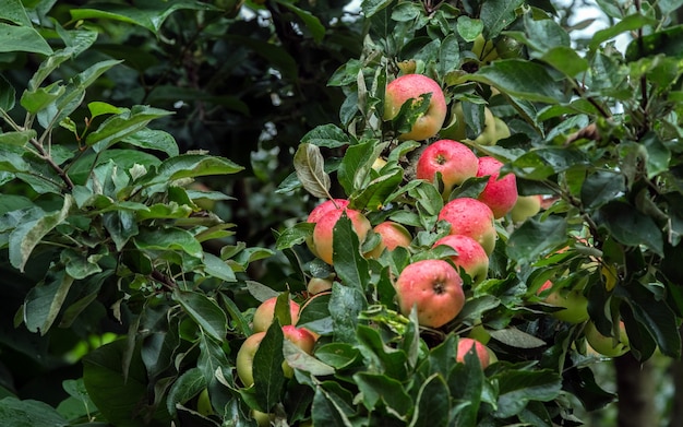 Rode, sappige rijpe appels groeien op een tak tussen het groene gebladerte na regen
