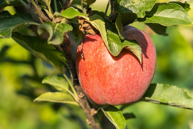 Rode sappige rijpe appels rijpen aan een boom in een appelboomgaard goede oogst in de herfst